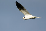 White-tailed Kite