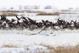 Greater White-fronted Geese