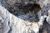 Great Horned Owl on nest