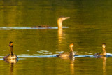 Eared Grebes and Cormorant