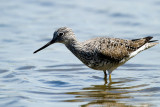 Greater Yellowlegs