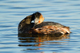 Eared Grebe preening