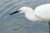 Snowy Egret with fish