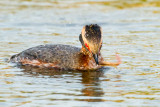 Horned Grebe with fish