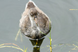 Hawaiian Coot, juvenile