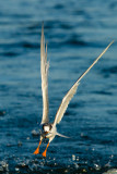 Forsters Tern with fish