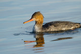 Red-breasted Merganser