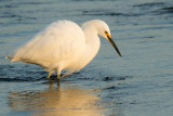 Snowy Egret