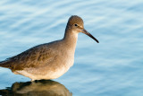 Willet