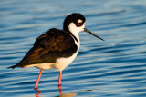 Black-necked Stilt