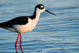 Black-necked Stilt