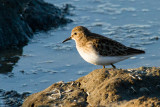 Least Sandpiper