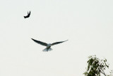 White-tailed Kite with prey, harassed by crow