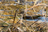 Virginia Rail