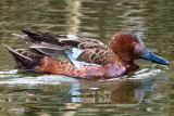 Cinnamon Teal, molting