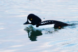 Barrows Goldeneye