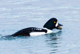 Barrows Goldeneye with clam