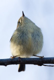 Ruby-crowned Kinglet