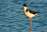 Black-necked Stilt