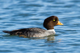 Barrows Goldeneye