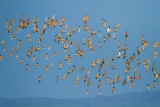 Marbled Godwits