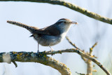 Bewicks Wren with spider