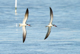 Black Skimmers