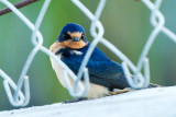 Barn Swallow