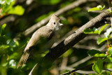 Oak Titmouse fledgling