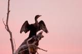 Double-crested Cormorant at sunset