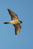 Peregrine Falcon in flight