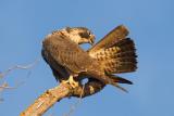Juvenile Peregrine Falcon preening