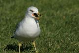 Ring-billed Gull swallowing clam