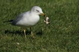 Ring-billed Gull with clam