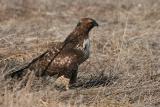 Juvenile Red-tailed Hawk