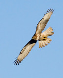 Red-tailed Hawk