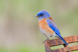 Western Bluebird