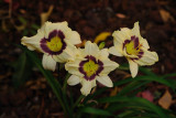 Triple daylily.jpg