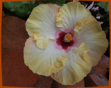 Hibiscus714lens.jpg