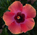 Pinkyellow hibiscus.jpg