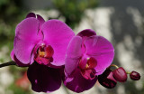 Orchid2.jpg
