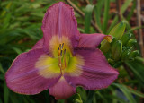 Mauve Day Lily.jpg