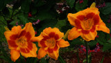 Daylily Threesome.jpg