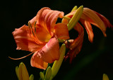 Orange DayLily.jpg