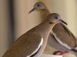 DovesD7000.jpg