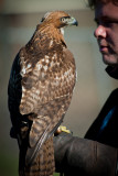 Red-Tailed Hawk & Trainer