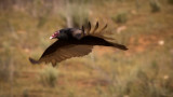 Turkey Vulture