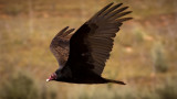 Turkey Vulture