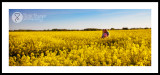 4 May - yellow fields