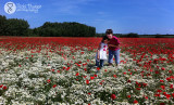 1 June - poppies!